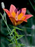 Lilium bulbiferum subsp. croceum.